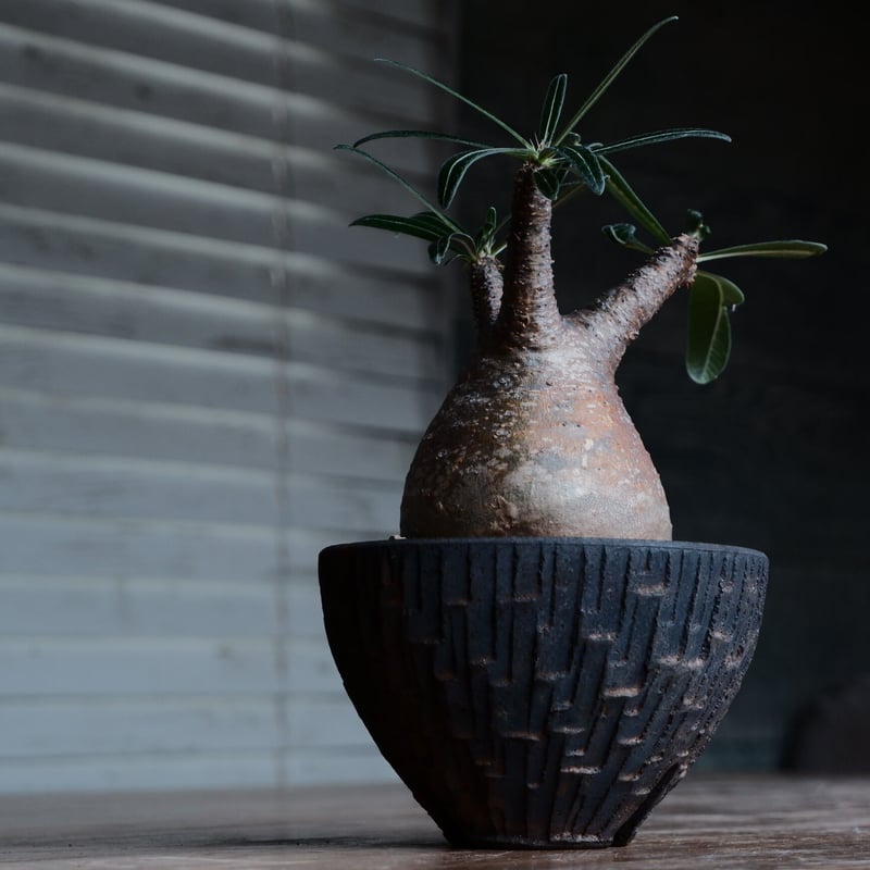 グラキリス - 象牙宮 -［No.150］ × 沼野秀章 作「 black wrap 」