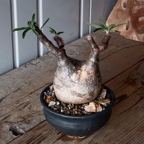 グラキリス φ8.5cm - 象牙宮-［No.52］× 森田昌求 作【 CLAW - BORDER - 】4号 植木鉢 笠間焼
