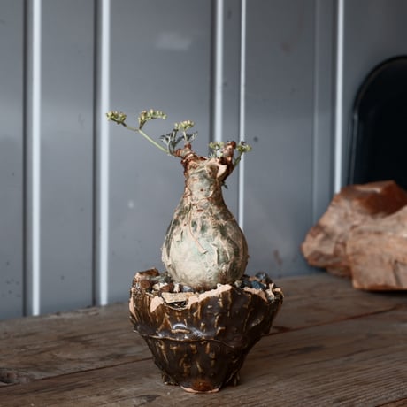 CATEGORY 森田昌求 作品 植木鉢 | Botanical Holic