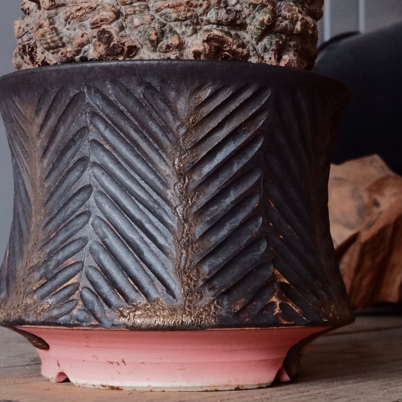 オペルクリカリア パキプス φ 12cm［No.26］ × 杉山悠 作 φ12cm 植木鉢