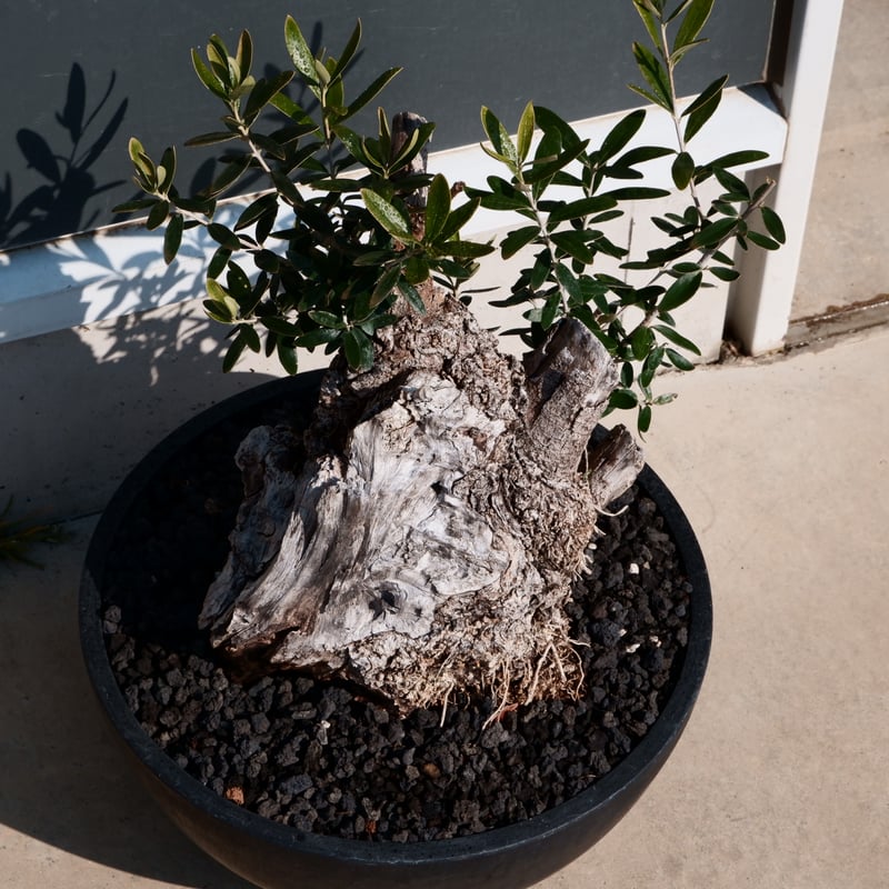 Old Olive 古木オリーブ［No.24］× 10号皿鉢 (φ30cm) | Botani