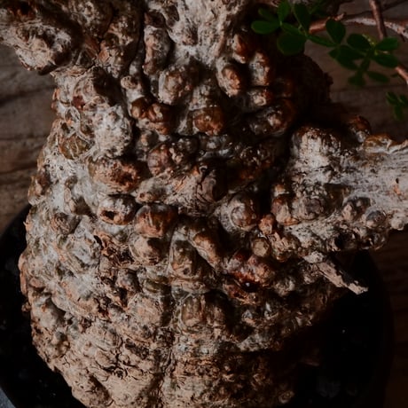 オペルクリカリア パキプス φ 11cm［No.23］  × 磯部祐介 作「 円 - 闇堕ち - "飛び鉋"」4号 植木鉢 笠間焼