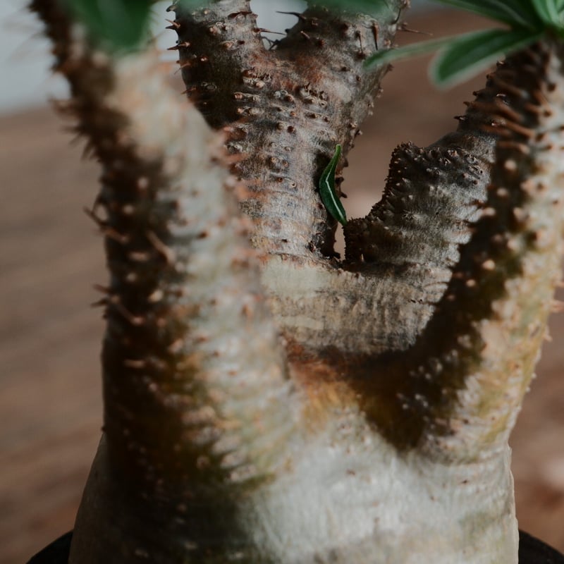 綴化 グラキリス - 象牙宮 -［No.161］ × 沼野秀章 作「 black wra