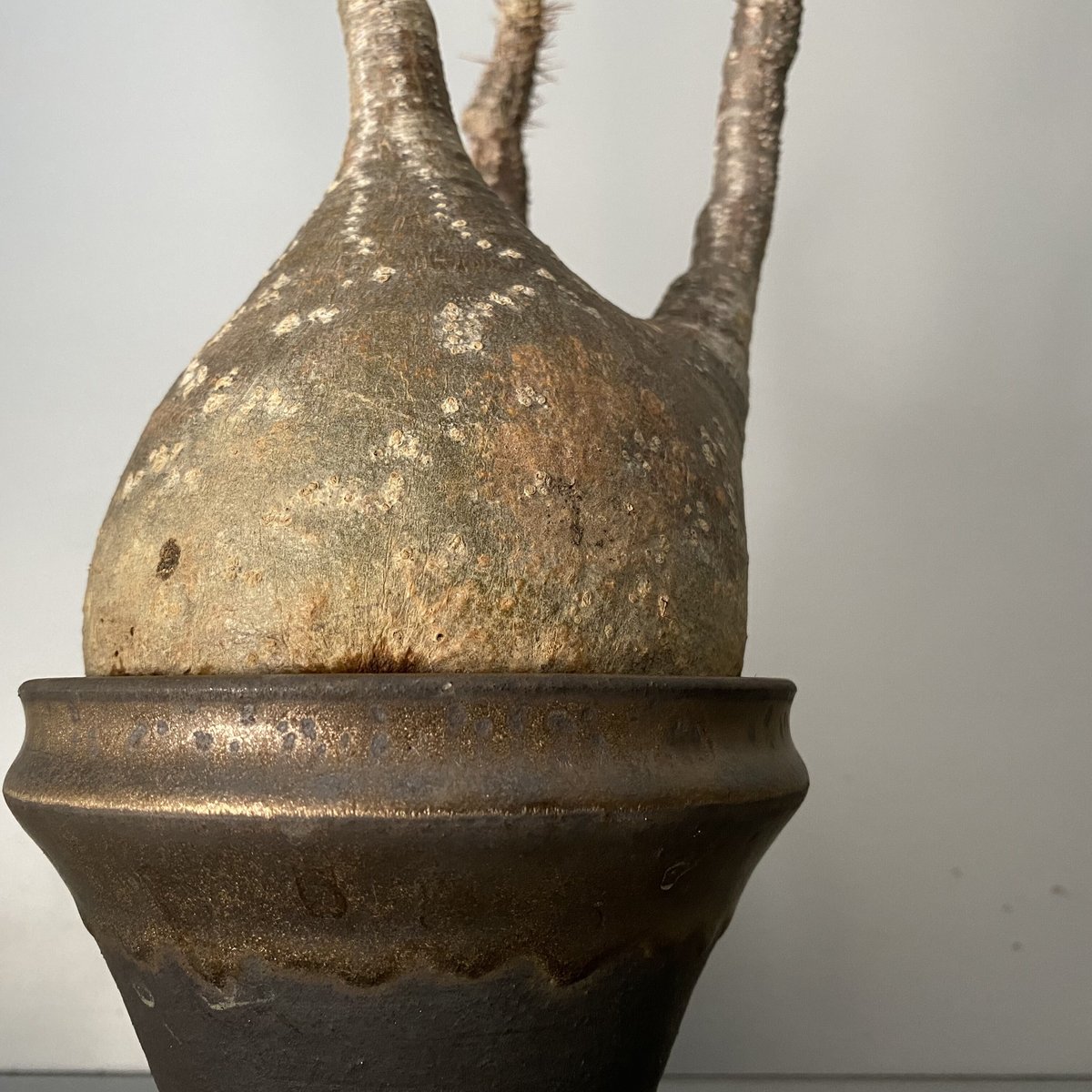 発根済 中ぶりグラキリス 現地株 BG-120 × S.N.Pot - horizon - 4