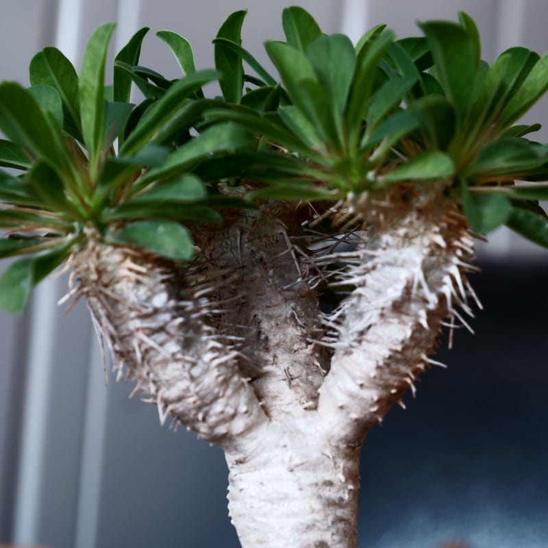 特大ユーフォルビア　ギラウミニアナ fit=scale-down,w=1200