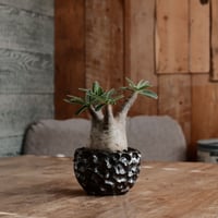 発根済 グラキリス - 象牙宮 - size S ［No.205］  ×  松野然 作 「ZEN」3号 植木鉢