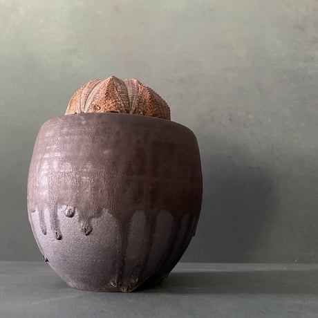 輸入株 オベサ 8.0cm OB-08  ×【 ISOBE - BACHI 】"丸壺型" 笠間焼 3.5号鉢 ［作家 磯部祐介］