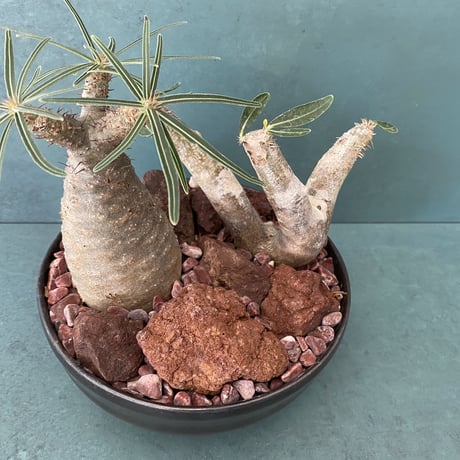 Madagascar Red Rock - 紅玉砂利 -  ［ No.1 ］