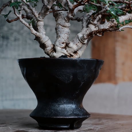 センナ メリディオナリス 低木［No.49］  ×  沼野秀章 作「 black wrap 」 4号 植木鉢 笠間焼