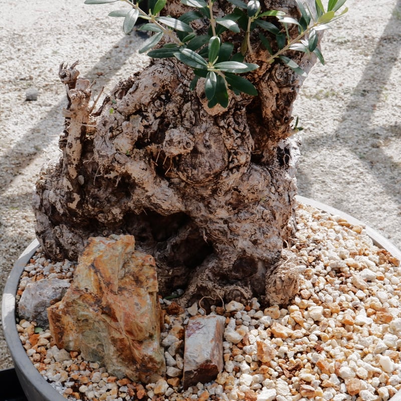 Old Olive 古木オリーブ［No.17］× 12号皿鉢 (φ36cm) | Botani