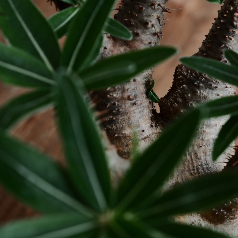 パキポディウム　グラキリス現地球発根後1年経過（鉢　沼野秀章） 2025年最新】グラキリス 現地球の人気アイテム - メルカリ