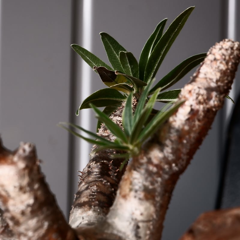 グラキリス φ8cm - 象牙宮 - ［No.30］ × 沼野秀章 作「 black w