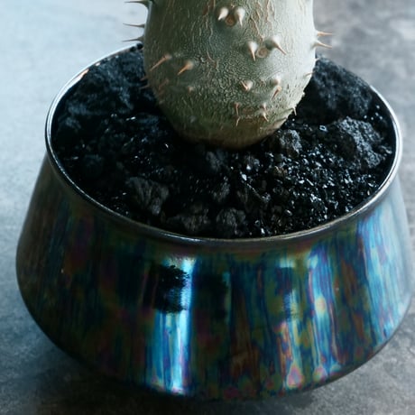 【国内実生】パキポディウム・カクチペス［No.03］× 坂本新 作 作品【  LUSTER BLACK 】3号 植木鉢 笠間焼