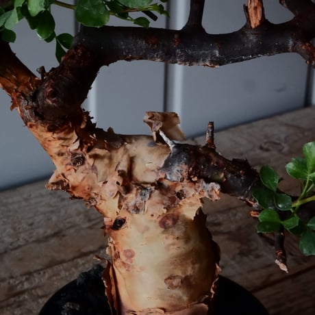 コミフォラ カタフ ピュア［No.02］  × 杉山悠 作 φ10.5cm 植木鉢 笠間焼