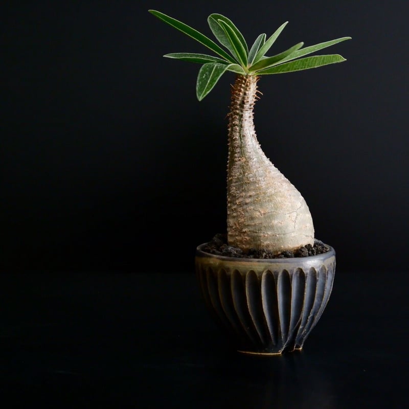 クマクマ様ご依頼品グラキリスセット ☆くまくま様確認用☆ クマクマ様