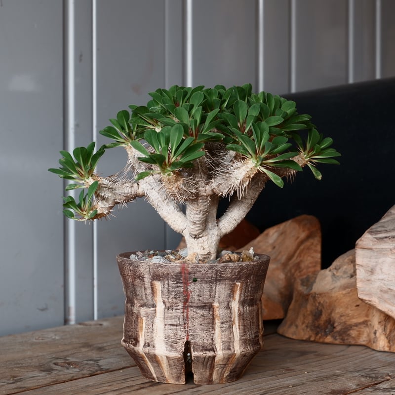 中株 ユーフォルビア ギラウミニアナ 輸入株［No.23］ × 沼野秀章 作品