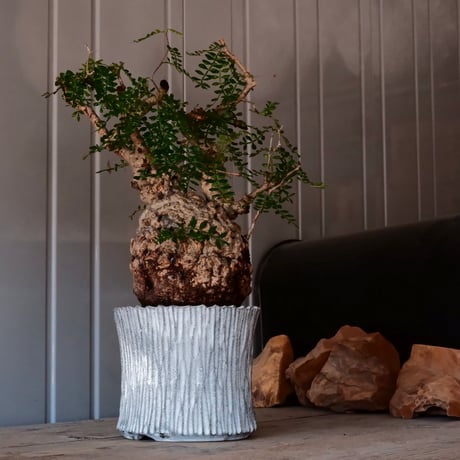 オペルクリカリア パキプス φ 13cm［No.03］  ×   根本峻吾 作 S.N POT  type.slim「 月光ノ爪牙 」 5号 植木鉢 笠間焼