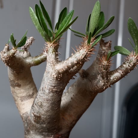 パキポディウム ブレビカリックス 輸入株［No.21］  × 坂本新 作【 LUSTER - black opal - 】 3.5号 笠間焼 植木鉢