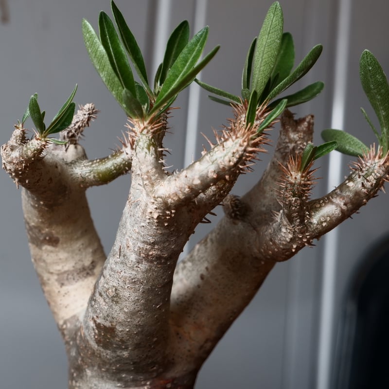 パキポディウム ブレビカリックス 輸入株［No.21］ × 坂本新 作