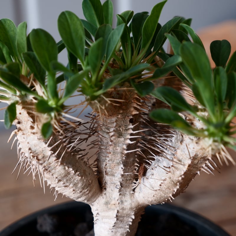 ユーフォルビア ギラウミニアナ fit=scale-down,w=1200