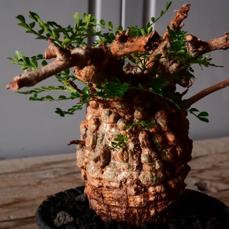 オペルクリカリア パキプス φ8cm［No.26］  × 沖誠 作品【 Bark / upper spread 】3号 植木鉢 笠間焼