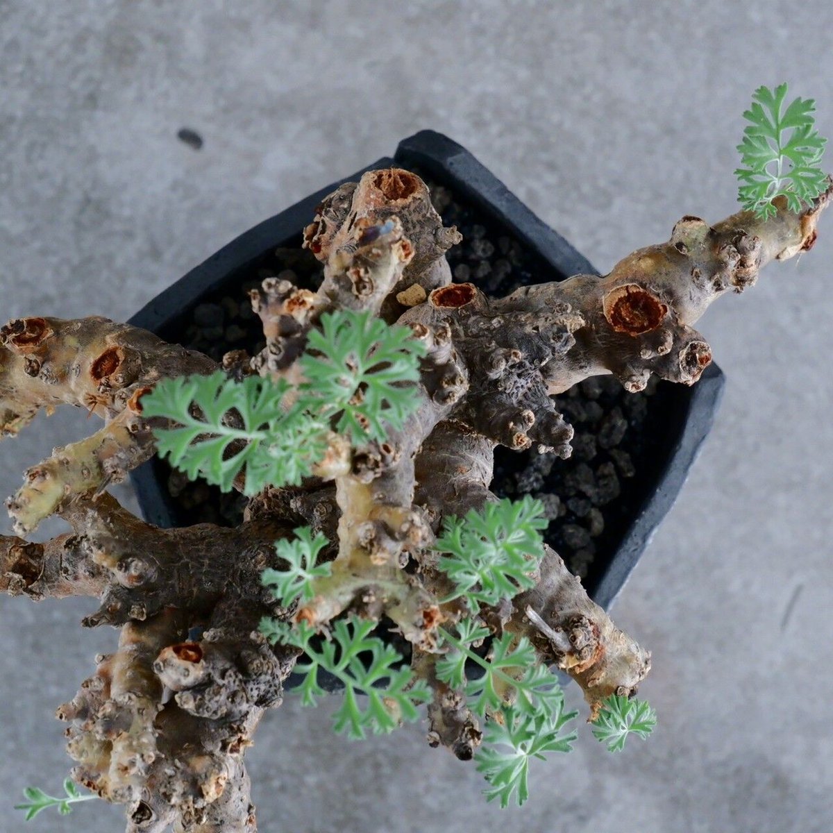 ペラルゴニウム パラビフローラム No.22 × Rivet - 銀彩 - 五角 4号鉢［