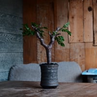 コミフォラ モンストローサ［No.32］  ×  磯部祐介 作「 瓦 - kawara - 金剛 tall ver.」3号 植木鉢 笠間焼