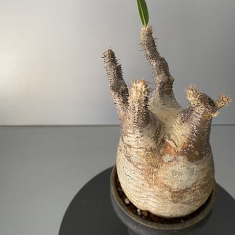 発根済 グラキリス 現地株 BG-153 × S.N.Pot - horizon - 3号鉢 ［作家  "根本峻吾"］