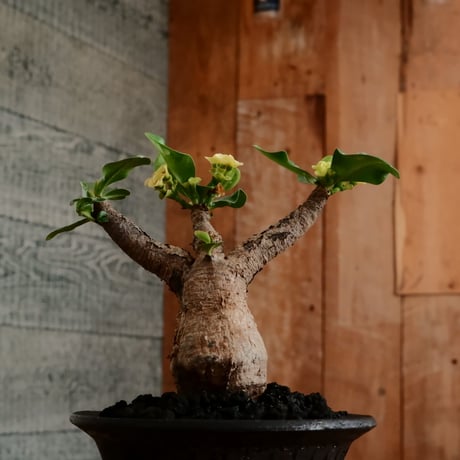 ユーフォルビア イトレメンシス ［No.65］  ×   沼野秀章 作「 brack wrap 」3.5号 植木鉢 笠間焼