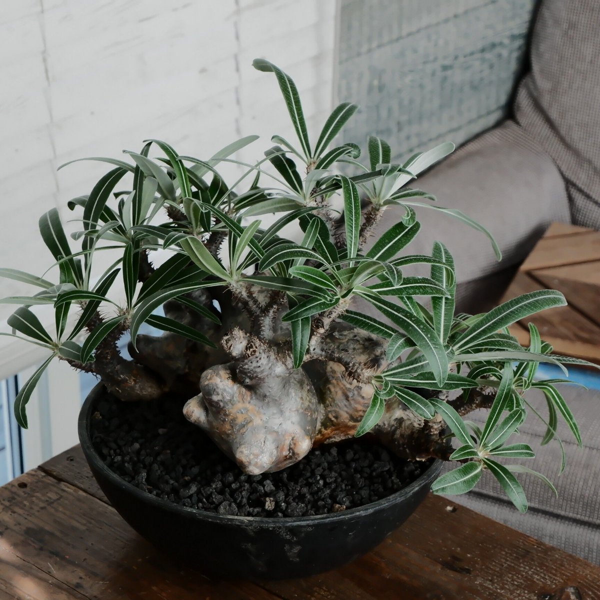 パキホディウム グラキリス 多頭コレクション株 【公式通販】