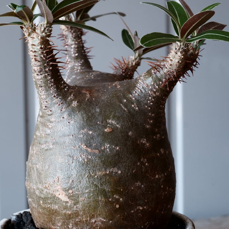 グラキリス φ8cm - 象牙宮- ［No.04］× 根本峻吾 作 S.N POT type.