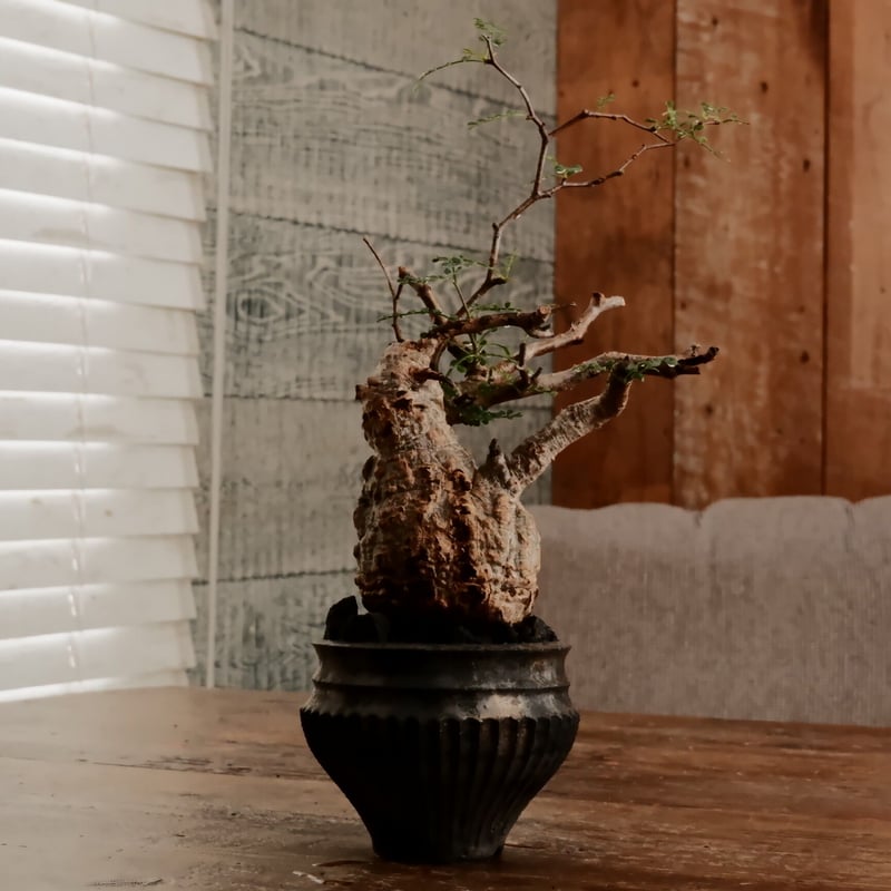 【饅頭型】オペルクリカリア　パキプス　発根済み　饅頭型　丸型　みやび鉢　小野瀬一 オペルクリカリア パキプス 発根済み 饅頭型 丸型 みやび鉢 小野瀬一