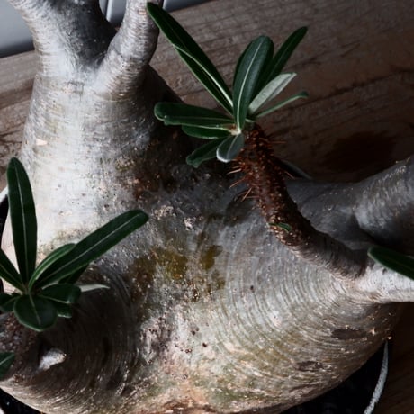 グラキリス 大サイズ φ20cm  - 象牙宮- ［No.126］  ×   根本峻吾 作 S.N POT type.low「 鐵-堕天- 」8号 植木鉢 笠間焼