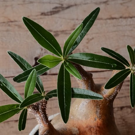グラキリス φ8cm  - 象牙宮- ［No.75］  ×   根本峻吾 作 S.N POT type.slim「 月光ノ鐵」3.5号 植木鉢 笠間焼