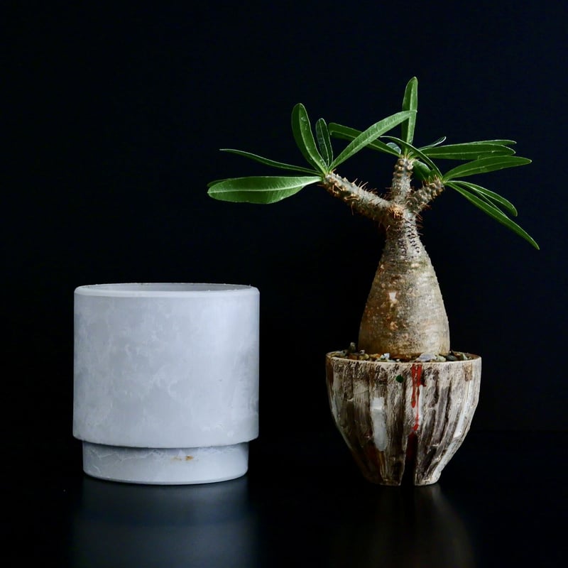 人気のチビグラキリス２個セット＋沼野秀章鉢 人気のチビグラキリス2個セット＋沼野秀章鉢 沼野秀章 | STORES