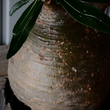 グラキリス φ11cm  - 象牙宮- ［No.36］  ×   根本峻吾 作 S.N POT type.cylinder「 鐡 - 黒焔 - 」4号 植木鉢 笠間焼