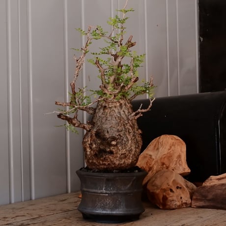 オペルクリカリア パキプス φ13cm［No.25］  × 磯部祐介 作品【 瓦 - kawara - "金剛"  】 5号 植木鉢 笠間焼