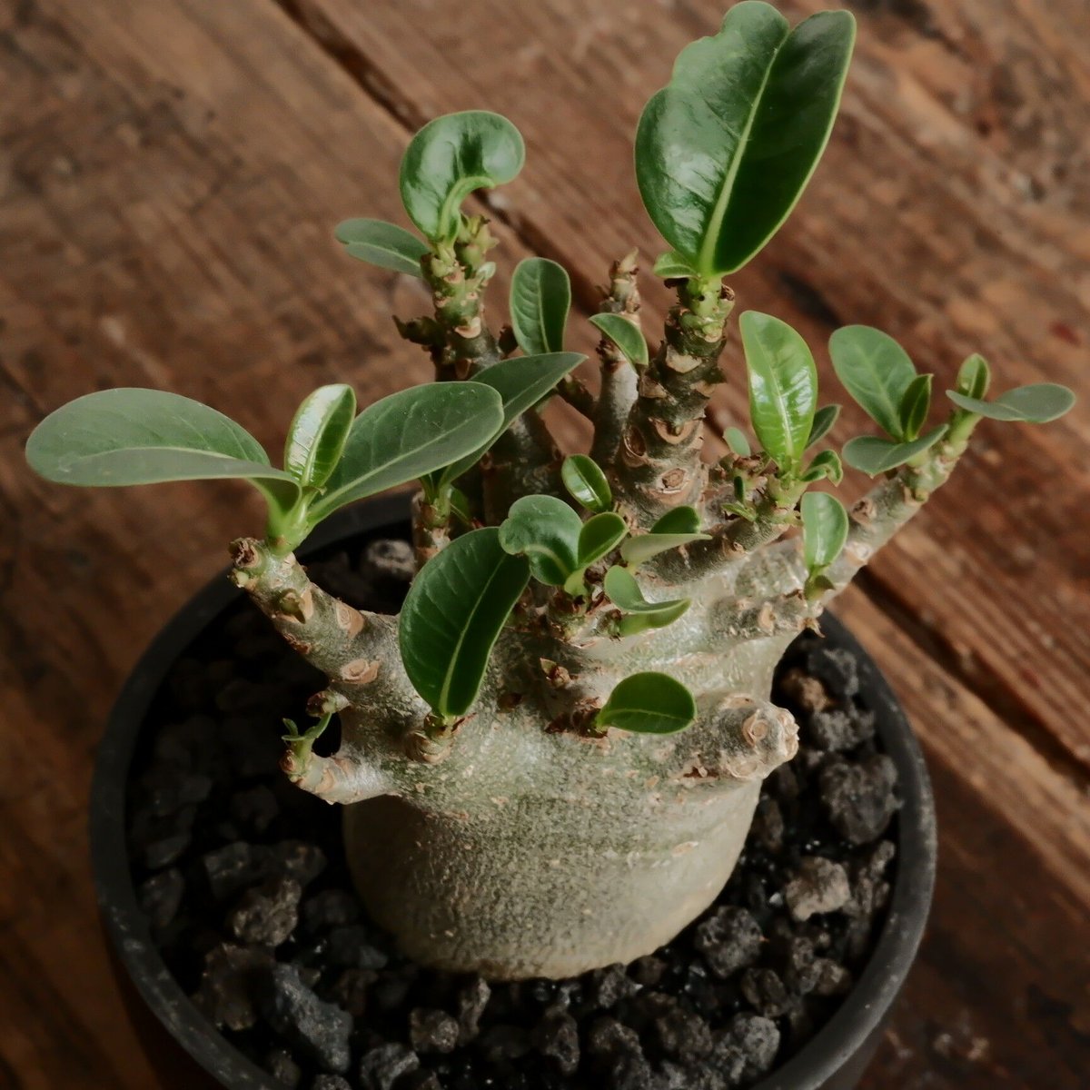 アデニウム　アラビカム　ドワーフ　No.001　鉢ごと　送料込 アデニウム・アラビカム・ドワーフ（Adenium arabicum 'Dwarf'）× 陶器