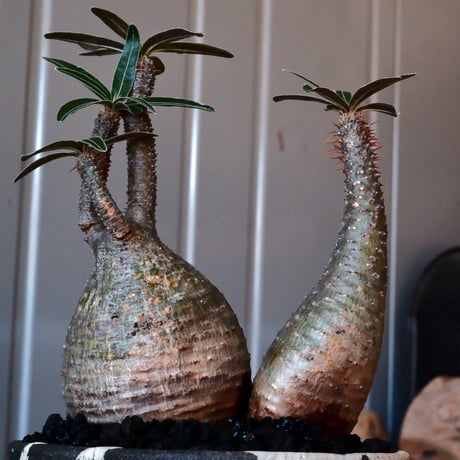 多頭 グラキリス φ9.5cm - 象牙宮 - ［No.07］  ×   沼野秀章 作「 black wrap 」3号 植木鉢 笠間焼