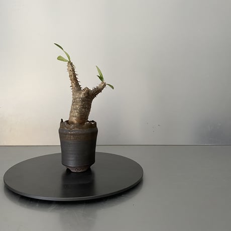 発根済 超チビ マカイエンセ 魔界玉 現地株 BG-146 × S.N.Pot - crown - 2号鉢 ［作家  "根本峻吾"］