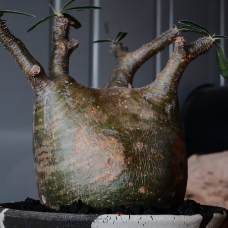 グラキリス φ8.5cm - 象牙宮 - ［No.10］  ×   沼野秀章 作「 black wrap 」3号 植木鉢 笠間焼