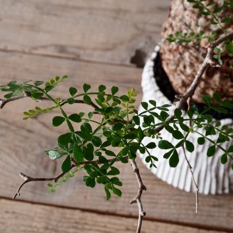 オペルクリカリア パキプス φ 11cm［No.05］  × 根本峻吾 作 S.N POT type.cylinder「 月光ノ爪牙」4.5号 植木鉢 笠間焼