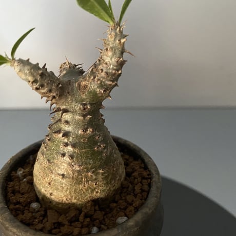 発根済 超チビ マカイエンセ 魔界玉 現地株 BG-140 × S.N.Pot - horizon - 2号鉢 ［作家  "根本峻吾"］