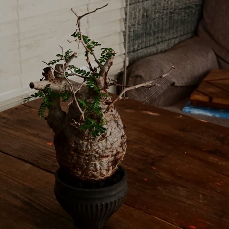 オペルクリカリア パキプス φ11cm［No.10］  ×   小野瀬一 作品  3号 植木鉢