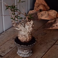 発根済 変態 二頭 グラキリス - 象牙宮 - size S ［No.20］ × 松野然