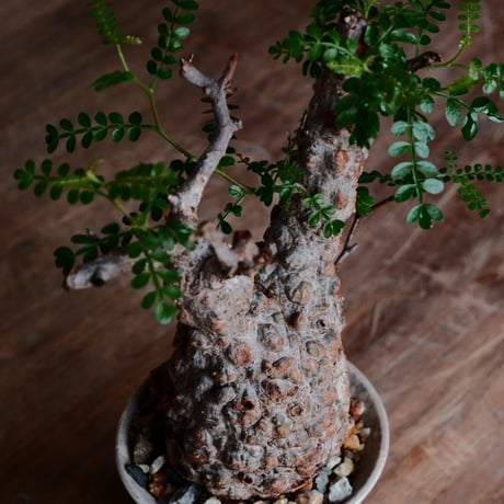 オペルクリカリア パキプス φ8cm［No.28］  ×  杉山悠 作 3.5号 植木鉢 笠間焼
