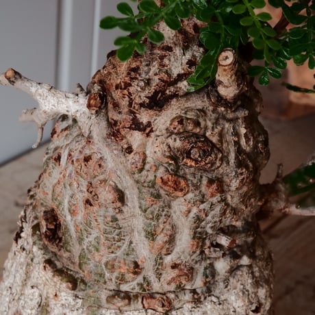 白 オペルクリカリア パキプス φ 11cm［No.21］  ×   沼野秀章 作「 刻ム音 」3.5号 植木鉢 笠間焼