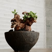 《 size L 》ケラリア ピグマエア［No.19］  ×   沼野秀章 作「 black wrap 」4.5号 植木鉢 笠間焼