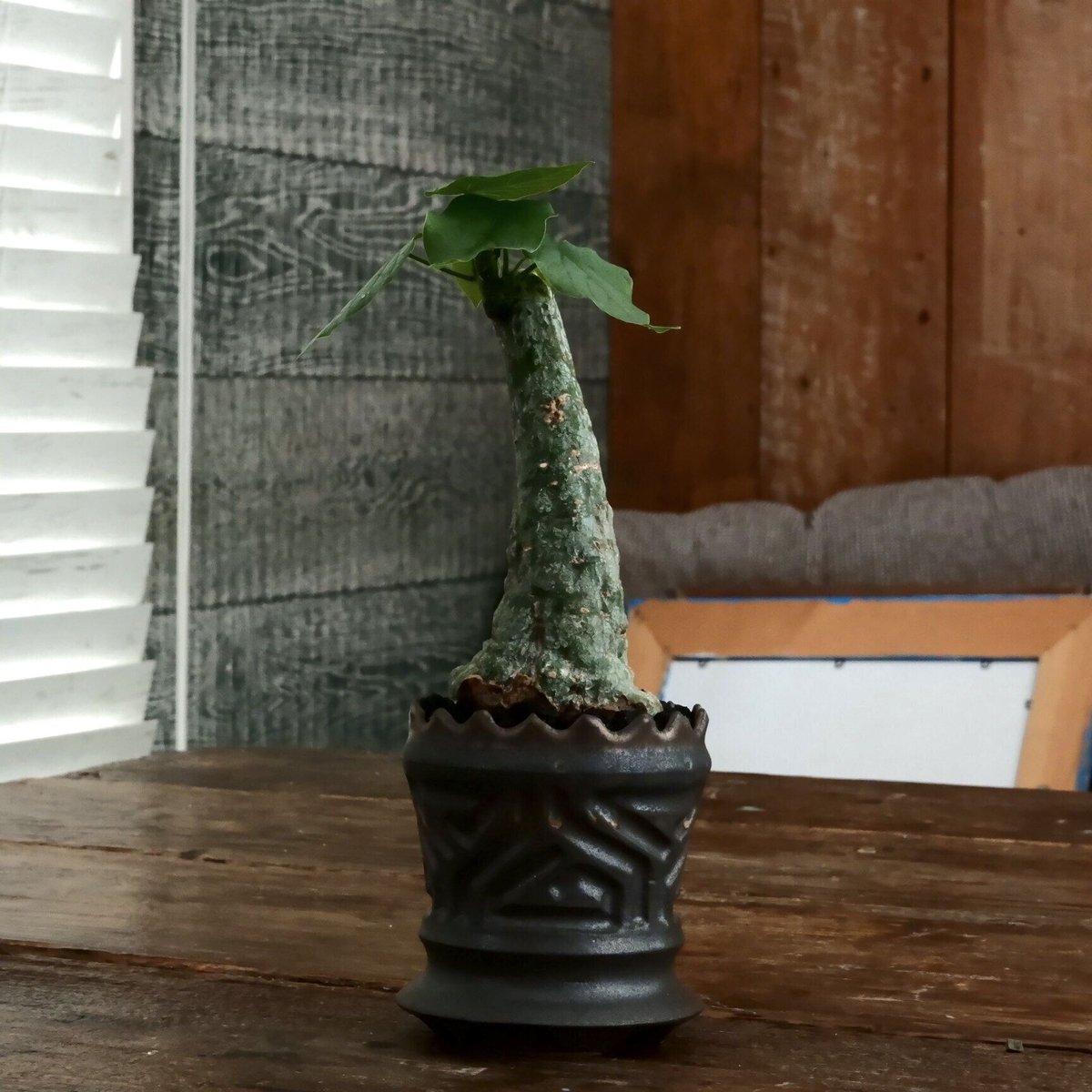 アデニア クリスタルグリーン［No.55］ × 根本峻吾 作 S.N POT type.