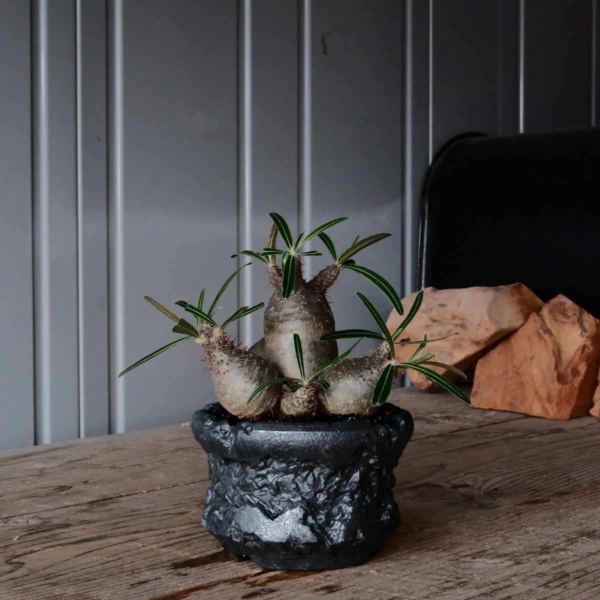 五頭 φ11.5cm 】グラキリス - 象牙宮 - ［No.91］ × 松野然 【 Z